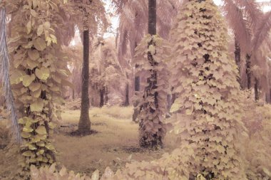 Kızılötesi görüntü tarlada sürünen ve tırmanan sarmaşıklar..