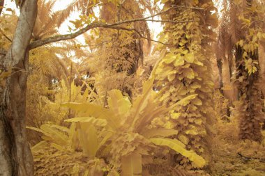 Kızılötesi görüntü tarlada sürünen ve tırmanan sarmaşıklar..