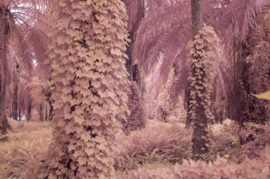 Kızılötesi görüntü tarlada sürünen ve tırmanan sarmaşıklar..