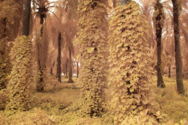 Kızılötesi görüntü tarlada sürünen ve tırmanan sarmaşıklar..
