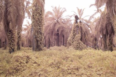Kızılötesi görüntü tarlada sürünen ve tırmanan sarmaşıklar..