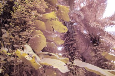 Kızılötesi görüntü tarlada sürünen ve tırmanan sarmaşıklar..