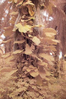 Kızılötesi görüntü tarlada sürünen ve tırmanan sarmaşıklar..