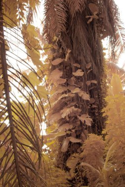 Kızılötesi görüntü tarlada sürünen ve tırmanan sarmaşıklar..