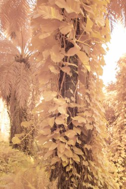 Kızılötesi görüntü tarlada sürünen ve tırmanan sarmaşıklar..