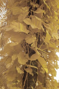 Kızılötesi görüntü tarlada sürünen ve tırmanan sarmaşıklar..