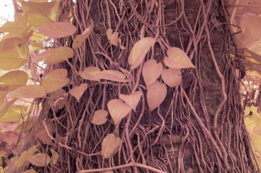 Kızılötesi görüntü tarlada sürünen ve tırmanan sarmaşıklar..