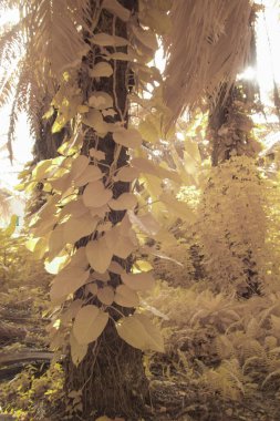 Kızılötesi görüntü tarlada sürünen ve tırmanan sarmaşıklar..