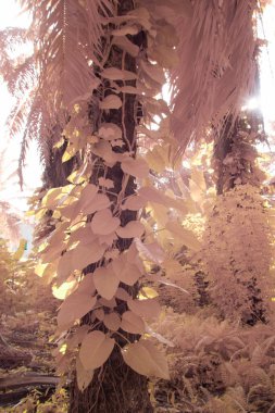 Kızılötesi görüntü tarlada sürünen ve tırmanan sarmaşıklar..