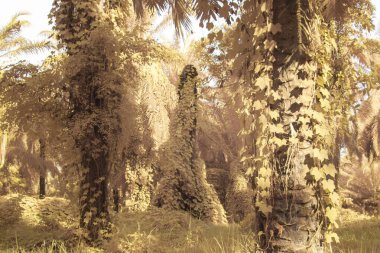 Kızılötesi görüntü tarlada sürünen ve tırmanan sarmaşıklar..