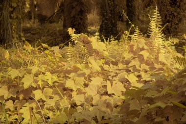 Kızılötesi görüntü tarlada sürünen ve tırmanan sarmaşıklar..