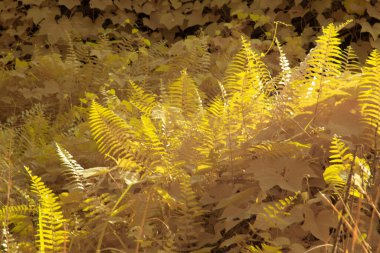 Kızılötesi görüntü tarlada sürünen ve tırmanan sarmaşıklar..