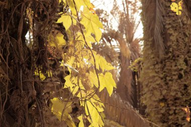 Kızılötesi görüntü tarlada sürünen ve tırmanan sarmaşıklar..