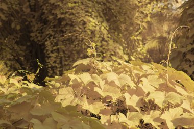 Kızılötesi görüntü tarlada sürünen ve tırmanan sarmaşıklar..