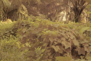 Kızılötesi görüntü tarlada sürünen ve tırmanan sarmaşıklar..