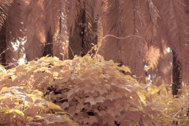 Kızılötesi görüntü tarlada sürünen ve tırmanan sarmaşıklar..