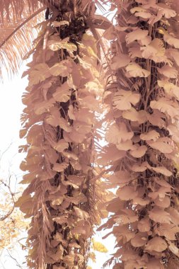 Kızılötesi görüntü tarlada sürünen ve tırmanan sarmaşıklar..