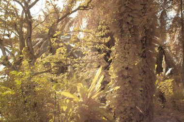 Kızılötesi görüntü tarlada sürünen ve tırmanan sarmaşıklar..