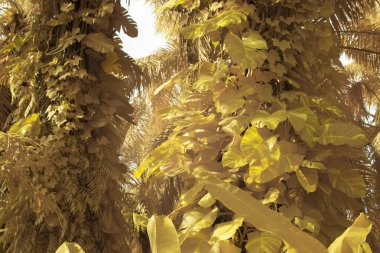 Kızılötesi görüntü tarlada sürünen ve tırmanan sarmaşıklar..