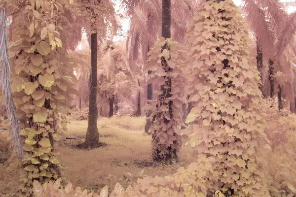 Kızılötesi görüntü tarlada sürünen ve tırmanan sarmaşıklar..