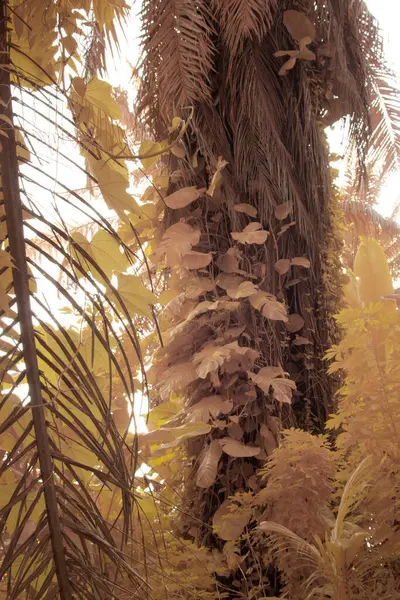 Kızılötesi görüntü tarlada sürünen ve tırmanan sarmaşıklar..