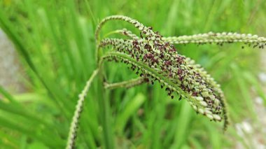 Paspalyum dilatatum çim filizi etrafında filizlenen tüylü damga..