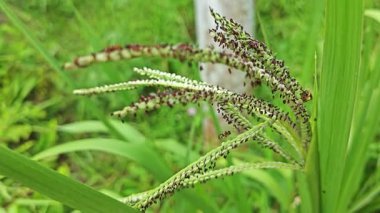 Paspalyum dilatatum çim filizi etrafında filizlenen tüylü damga..