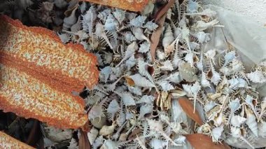 Paslı metal çatı paneli nadir bulunan omurgalı murex deniz salyangozu kabuklarını kaplıyor..