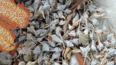 Paslı metal çatı paneli nadir bulunan omurgalı murex deniz salyangozu kabuklarını kaplıyor..