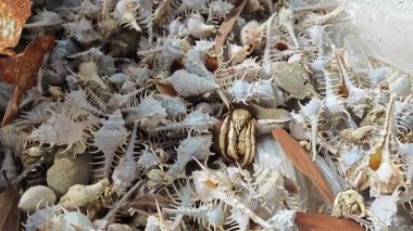 Paslı metal çatı paneli nadir bulunan omurgalı murex deniz salyangozu kabuklarını kaplıyor..