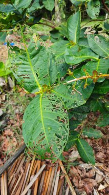 Yeşil su yapraklarındaki delikler, böceklerin ondan beslendiğini gösteriyor..