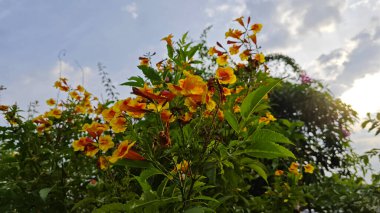 Tekoma 'nın trompet ağacı ateş çiçeğinin sarı çanları.