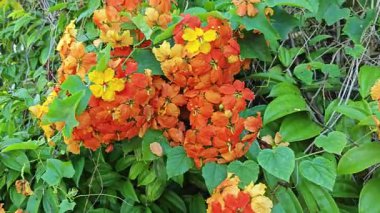 Hayalet kockiana ateş çiçeğinin tırmanma çanları.