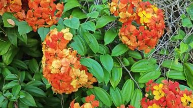 Hayalet kockiana ateş çiçeğinin tırmanma çanları.