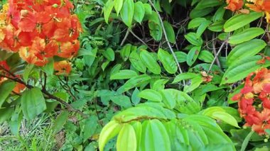 Hayalet kockiana ateş çiçeğinin tırmanma çanları.