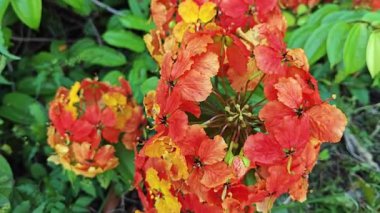 Hayalet kockiana ateş çiçeğinin tırmanma çanları.