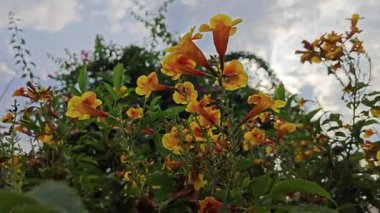 Tekoma 'nın trompet ağacı ateş çiçeğinin sarı çanları. 