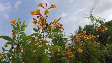 Tekoma 'nın trompet ağacı ateş çiçeğinin sarı çanları. 