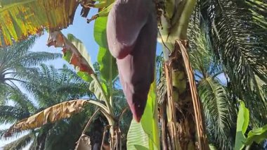 Mor bir muz çiçeği tomurcuğu bir demet meyve kümesinin sonunda yetişir..