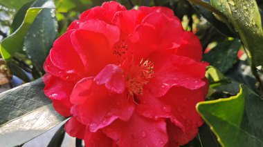 Güzel kırmızı kamelya çiçekleri açan renkli ağaç bitkisi..