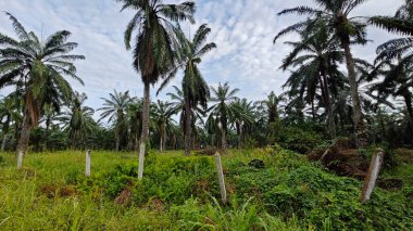 Eskimiş beton çit direkleri, tel parmaklık duvarı olmadan..