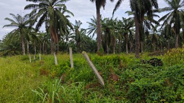 Eskimiş beton çit direkleri, tel parmaklık duvarı olmadan..