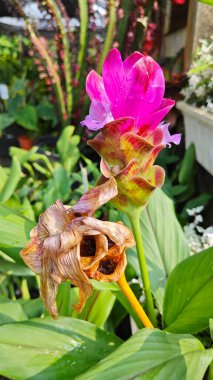 Çiçek açan pembe kürklü kızıl çiçek sapından filizleniyor.