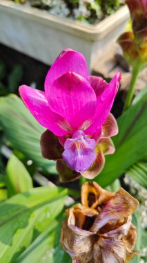 Çiçek açan pembe kürklü kızıl çiçek sapından filizleniyor.