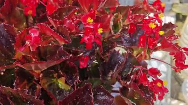 Renkli bir kap kırmızı begonya semperfloren çiçeği..  