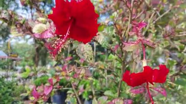 Burgonya yapraklarının gölgeleriyle çeşitli amber çiçekleri.   