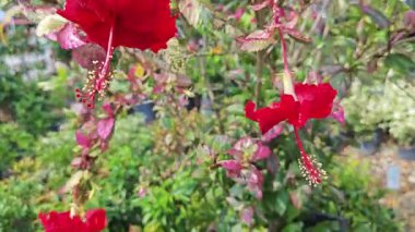 Burgonya yapraklarının gölgeleriyle çeşitli amber çiçekleri.   