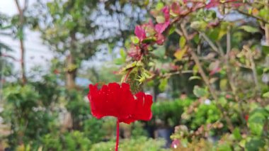 Burgonya yapraklarının gölgeleriyle çeşitli amber çiçekleri.   