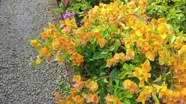 Güzel renkli burgainvillea yaprakları ve küçük tomurcuk çiçekleri..