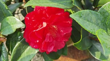 Güzel kırmızı kamelya çiçekleri açan renkli ağaç bitkisi.. 